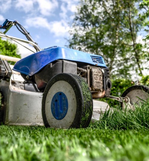 garden-grass-meadow-green-589 (1)